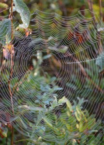 real-spider-web